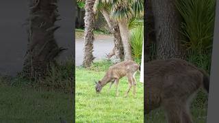 Reedsport Oregon First Deer In my yard [upl. by Ahsya]