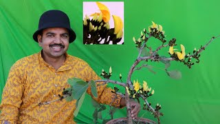 How to grow palash flower plant butea monosperma in container Part 1 [upl. by Alli]