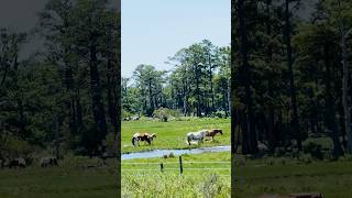 Pony View Chincoteague VIRGINIA USA 🇺🇸 [upl. by Oniluap650]