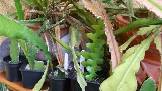 How to care for and grow Epiphyllum Cacti  Orchid Cactus Epiphytic cactus [upl. by Brause]