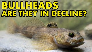 Are Bullheads Declining  FISH MYTHS UK [upl. by Tasiana]