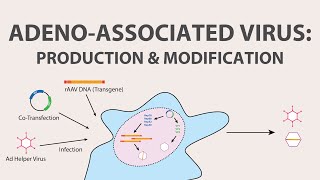 2 Adeno Associated Virus AAV  Production and Modification of AAV [upl. by Hplar869]