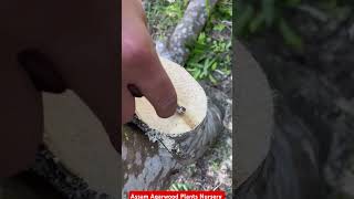 Why so expensive agarwoodhow to inoculation agarwood agriculture agarwood farming [upl. by Australia]