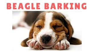 Best Beagle Barking Compilation  Dogs Barking Sound [upl. by Eiramik]