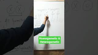 Homogametic amp Heterogametic [upl. by Ramedlab363]