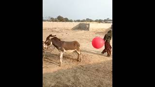 Prank with dog animal funny video shorts viral [upl. by Poree]