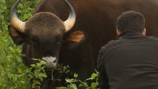 Worlds Biggest Wild Cows  Dangerous Gaur of India [upl. by Drake]