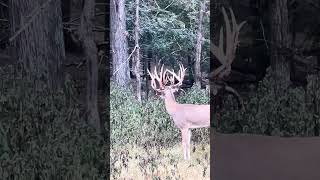 PRANCER  hunting wildlife deerhunter deerhunting deerhunt [upl. by Dinesh510]