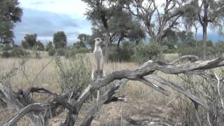 Research suggests meerkat predatorscanning behaviour is altruistic [upl. by Temme]