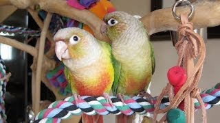 Green Cheek Conures  Rosie and Polita [upl. by Dlarej]