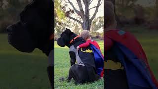 Happy Halloween 🎃 canecorso corso canecorsoitaliano bigdog mastiff halloween batman [upl. by Ressler]