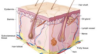 Classification of skin layers Hypodermissubcutaneous layerskin  skin theory of beauty course [upl. by Gloriane]