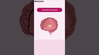 Gray vs White Matter in the Brain anatomy cns brain [upl. by Lambertson]