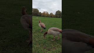 shortsvideoenglandlondonWildduckandgoose [upl. by Germann]