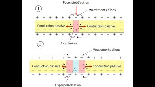 Questce que le potentiel daction  SVT Terminale S [upl. by Aynas]