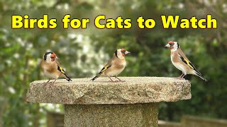 Calming Videos for Cats  Gentle Bird Sounds Relaxation [upl. by Mcadams797]