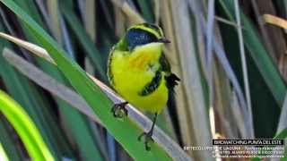 SIETECOLORES DE LAGUNA Tachuris rubrigastra  BIRDWATCHING Punta del Este [upl. by Nnuahs]