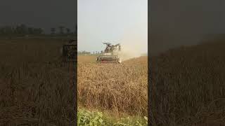 New combine harvestersports trending Kariyan kisani dhore sedekham Ham [upl. by Terhune]