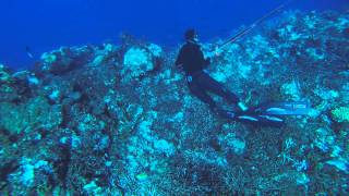 Spearfishing New Caledonia  Picot du large par Seb PEREZ  Extérieur Passe de Dumbéa [upl. by Arim90]