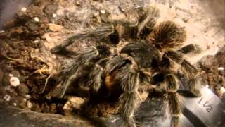 Tarantula Feeding Video 106  Featuring Explosive Thundering [upl. by Holmann]