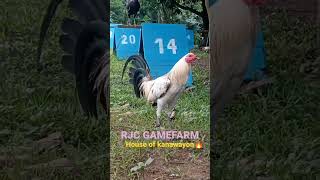 RJC GAME FARM House of KANAWAYON F1 RRZN richie obordo [upl. by Weissmann]