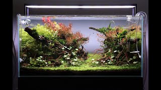 Aquascape Tutorial Step by Step 90cm Planted Aquarium [upl. by Aneras]