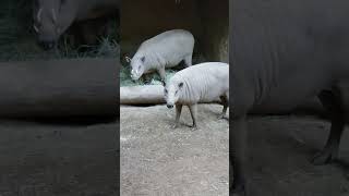 North Sulawesi Babirusa sandiegozoo animals [upl. by Notsyrb]