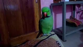 Parrot talking in Tamil [upl. by Nwahsirhc]