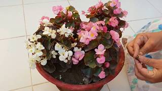 Care of Begonia Plant  How to Grow and Care Begonia Plant  Fun Gardening [upl. by Dianna]