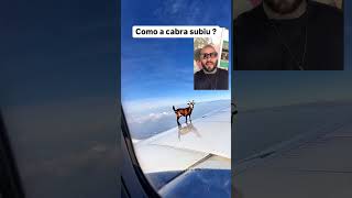 Como a cabra subiu na asa do avião [upl. by Akehs]