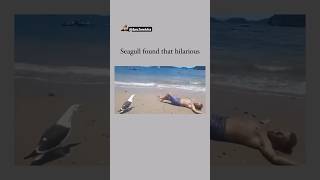 Oh My God😰Wait For End😳He made that Bird Laugh😳😂 viralcontent reels tiktok animals funny [upl. by Hallagan]