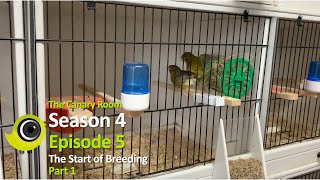 The Canary Room  Season 4  Episode 5  The start of breeding [upl. by Trudi163]