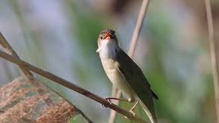 cserregő nádiposzáta common reed warbler Acrocephalus scirpaceus [upl. by Atikim845]