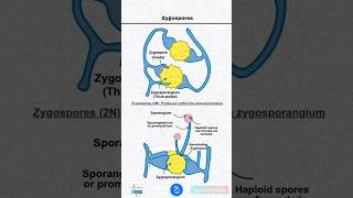 Zygospores and Zygosporangium [upl. by Eidassac]