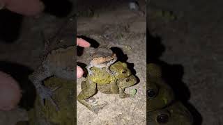 Funny frogs wilderness  frogs amazing funny  catching frogs fly fly funny  boing funny frog [upl. by Atsirtal]