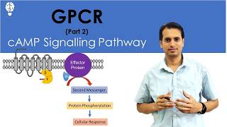 GProtein Coupled Receptor Part 2 cAMP Signaling Pathway  Signal Transduction Pathway  GPCR [upl. by Halden768]