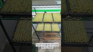 Broccoli Microgreens Trial Sowed with the Kwik Klik Drop Seeder microgreens [upl. by Pattie369]