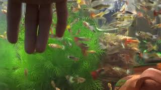 THE BEST WAY to breed million guppy fish in your aquarium [upl. by Ahsiym]