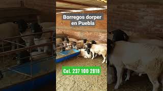 Criadero de borregos dorper [upl. by Ayela]