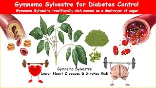 Gymnema Sylvestre Herb Lower BS A1C Triglycerides LDL amp BP [upl. by Keverne]