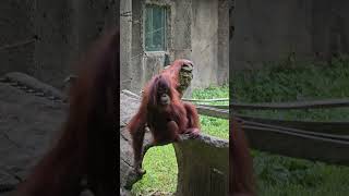 紅毛猩猩Bornean OrangutanTaipei Zoo [upl. by Oppen]