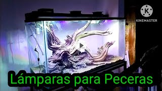 fraude en peceras no las compres antes de ver este vídeo  Cuánto cuesta una pecera [upl. by Devlin112]