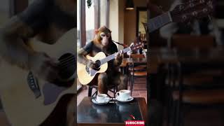 Viral Monyet Main Gitar di Cafe Vietnam empudstudioai empudstudiogrup shorts [upl. by Ynnij]