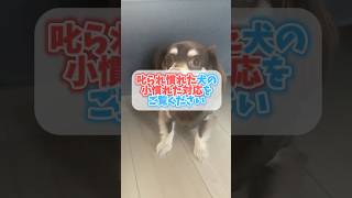 叱られ慣れた犬の「小慣れた対応」をご覧ください チワックスミントたいちょう 犬 [upl. by Lightfoot]