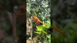 Got so close to this beautiful orange dragonfly chuồn chuồn [upl. by Sherrill]