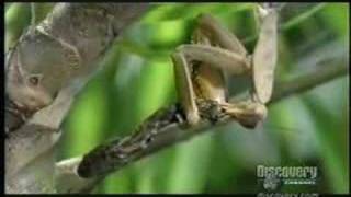 Mantis devours Snake [upl. by Eadith83]