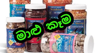 All about Fish Food and Oscar Food in Sinhala  TYPES of Aquarium Fish FOOD [upl. by Giarla517]