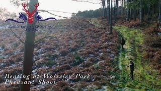 Beating at Wolseley Park Pheasant Shoot [upl. by Sesilu]