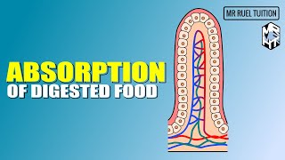 Absorption of Digested Food [upl. by Eatton]