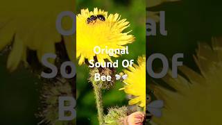 Honey Bee With flowers🌺 flowers love shortsfeed bee short music funny cute trending viral [upl. by Junina242]